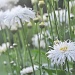 leucanthemum by jantan