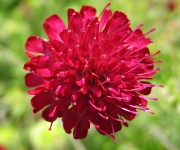 7th Aug 2012 - scabious