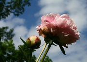 12th Aug 2012 - Spring bloom