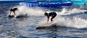 31st Jul 2012 - Dolphin riding!