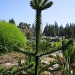 Baby Monkey Puzzle by pamelaf