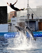 1st Aug 2012 - Flying with dolphins...