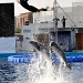 Flying with dolphins... by philbacon