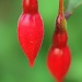 Fuchsia buds by mattjcuk