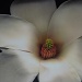 Magnolia blossom by peggysirk
