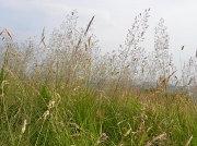 11th Aug 2012 - Grass