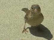 12th Aug 2012 - Closeup of Sparrow at Noodles & Company 8.12.12