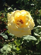 12th Aug 2012 - Yellow Rose
