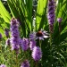 Liatris and Echinacea by lellie
