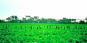 12th Aug 2012 - A Sea Of Green
