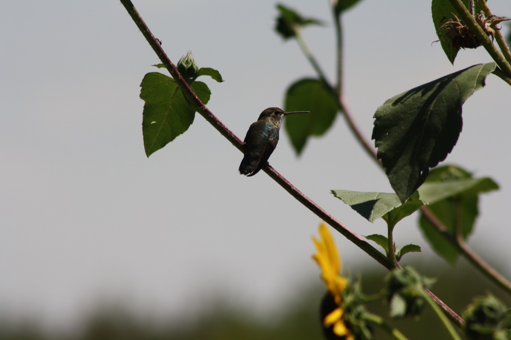 Hummingbird by aecasey