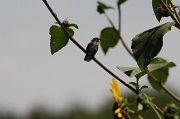 12th Aug 2012 - Hummingbird