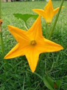 12th Aug 2012 - Star Flower