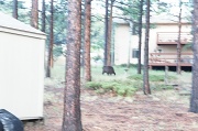 5th Aug 2012 - backyard bear