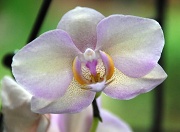 11th Aug 2012 - Orchid