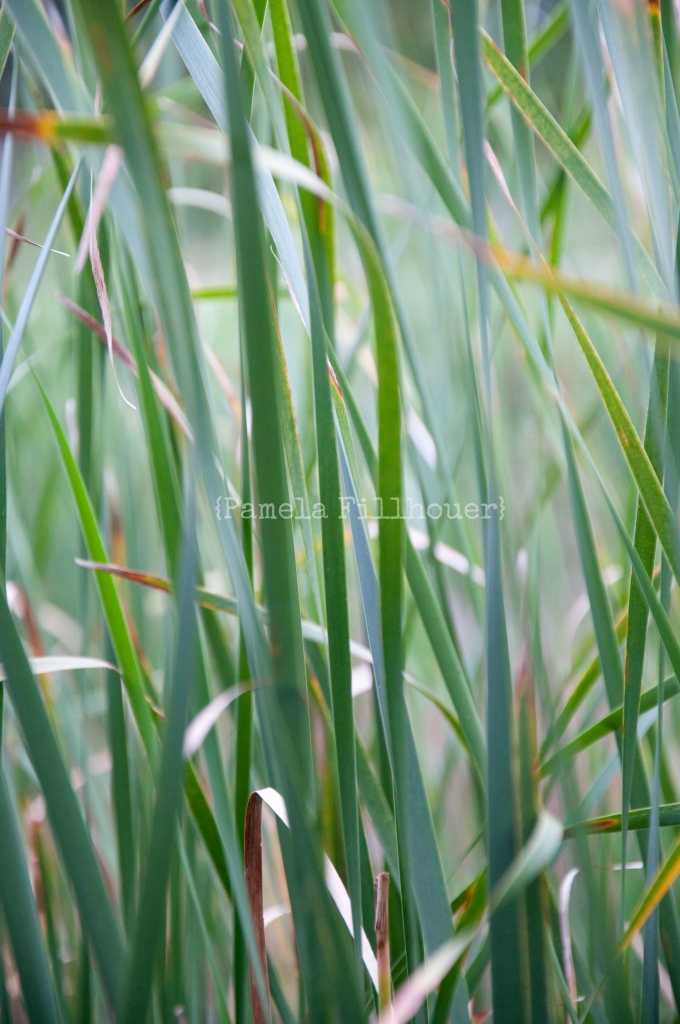 cattails.... by earthbeone