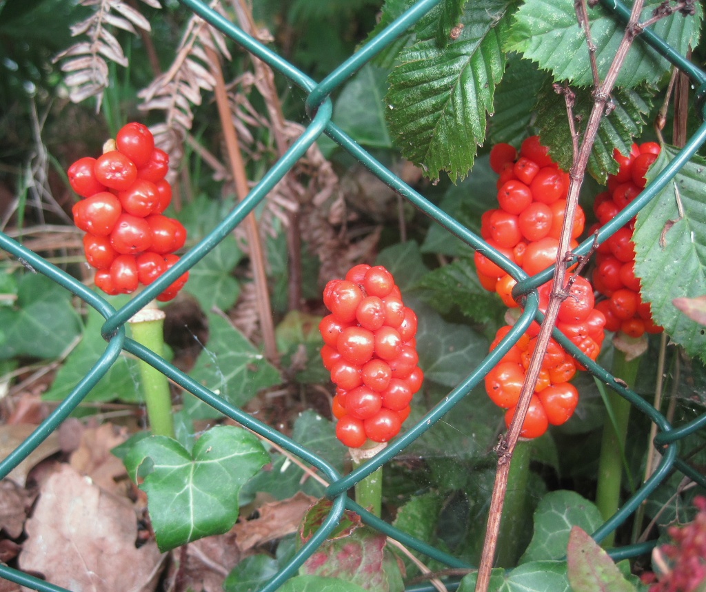 cuckoo pint behind the fence - red, beautiful, very poisonous by quietpurplehaze