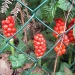 cuckoo pint behind the fence - red, beautiful, very poisonous by quietpurplehaze