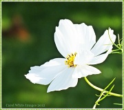 13th Aug 2012 - Purity