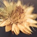paper daisy by ltodd