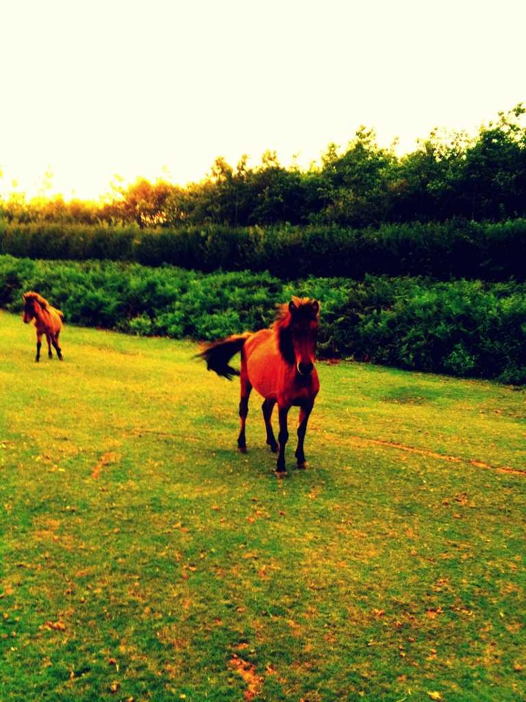 Dartmoor Ponies by emma1231