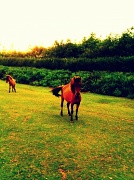 11th Aug 2012 - Dartmoor Ponies