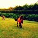 Dartmoor Ponies by emma1231