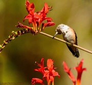 13th Aug 2012 - Sharpening His Beak