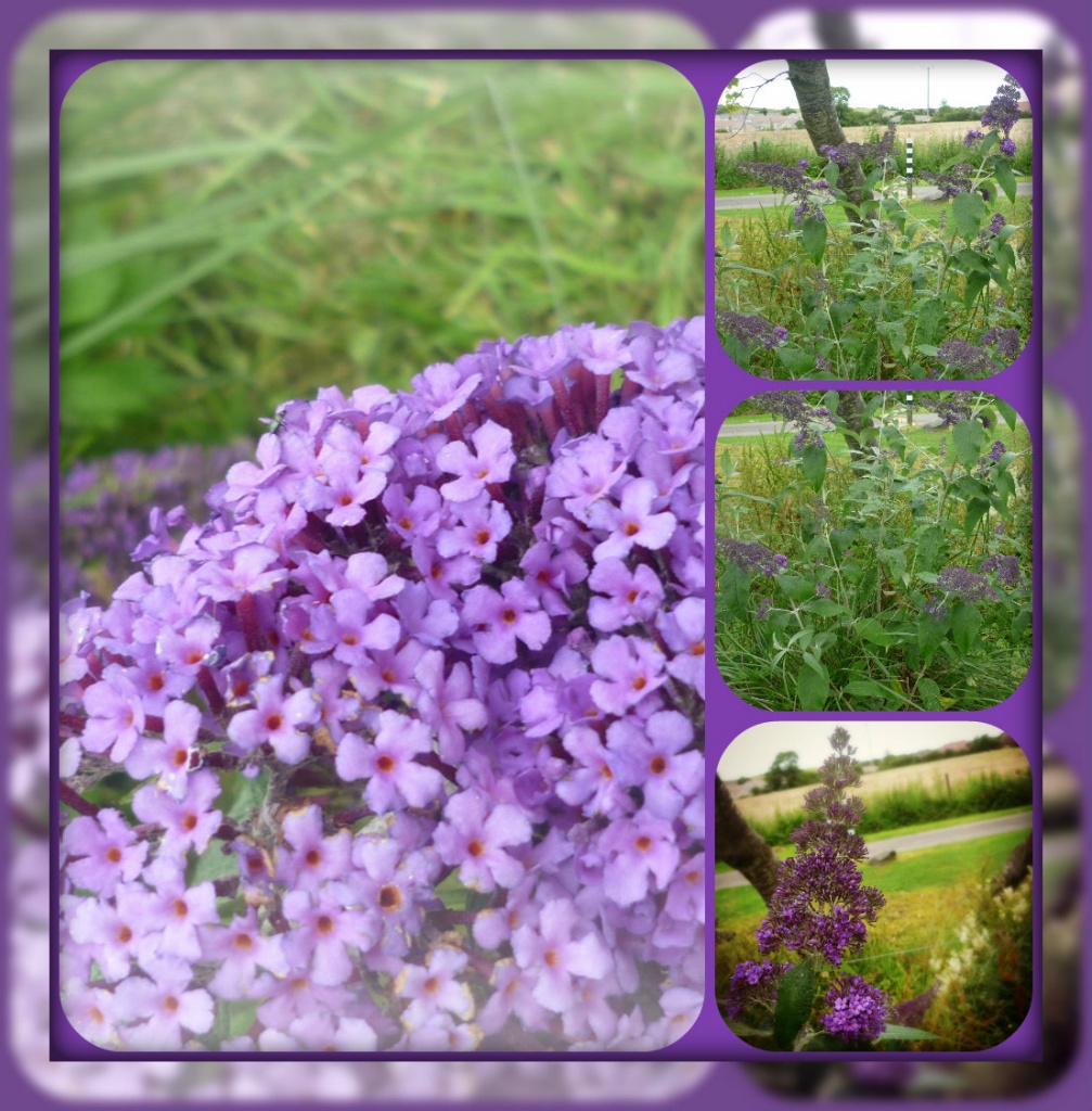 buddleia collage by sarah19