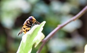 13th Aug 2012 - hoverfly