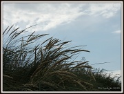 13th Aug 2012 - Norfolk weekend 188 Grasses