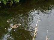 12th Aug 2012 - Late duckling 