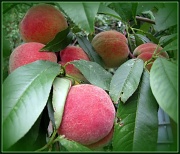 13th Aug 2012 - Peaches!