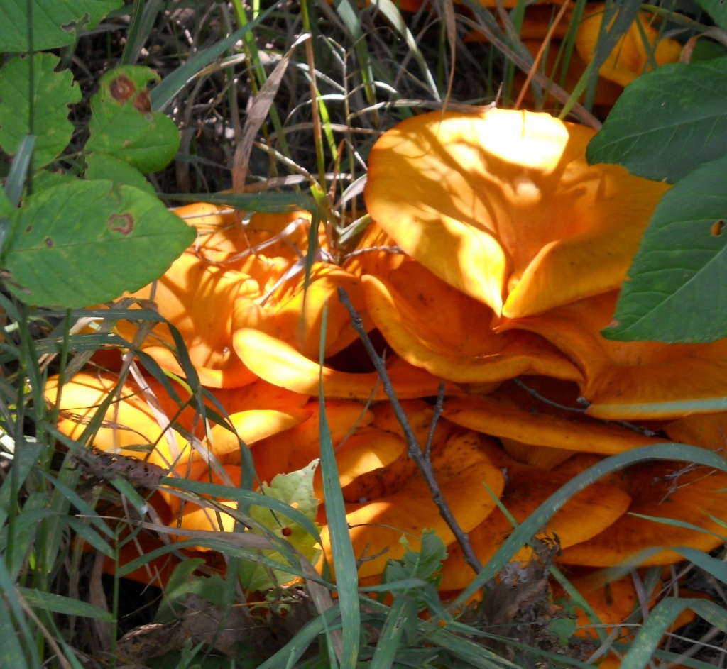 Golden toadstools by mittens