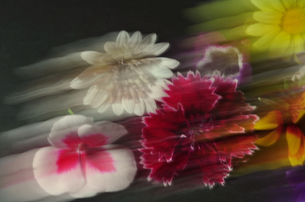 Flowers & colour by jayberg