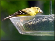 13th Aug 2012 - Happy Goldfinch!