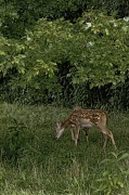 13th Aug 2012 - Bambi