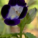 Blue flower by danette