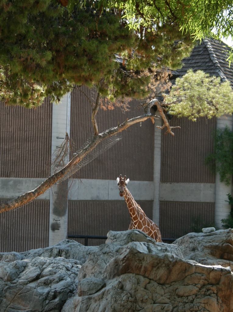 Giraffe by kerristephens