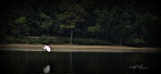13th Aug 2012 - White Heron