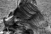 13th Aug 2012 - Tree Trunk