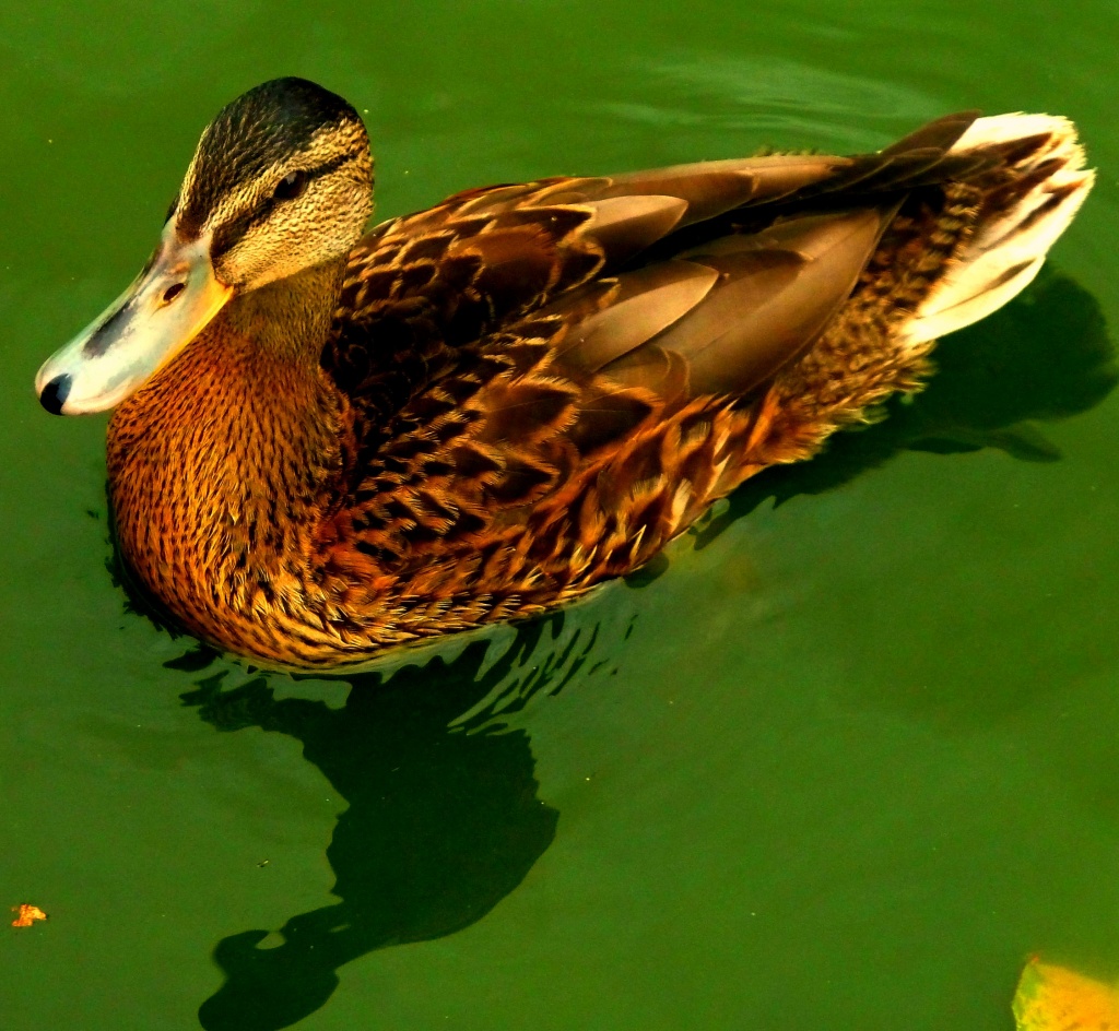 Duck  by tonygig