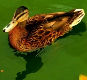 14th Aug 2012 - Duck 