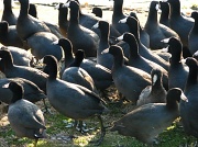 20th Feb 2012 - Not quite a gaggle of geese