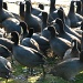 Not quite a gaggle of geese by cheriseinsocal
