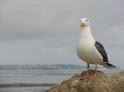 31st Mar 2012 - Leo Carrillo State Beach