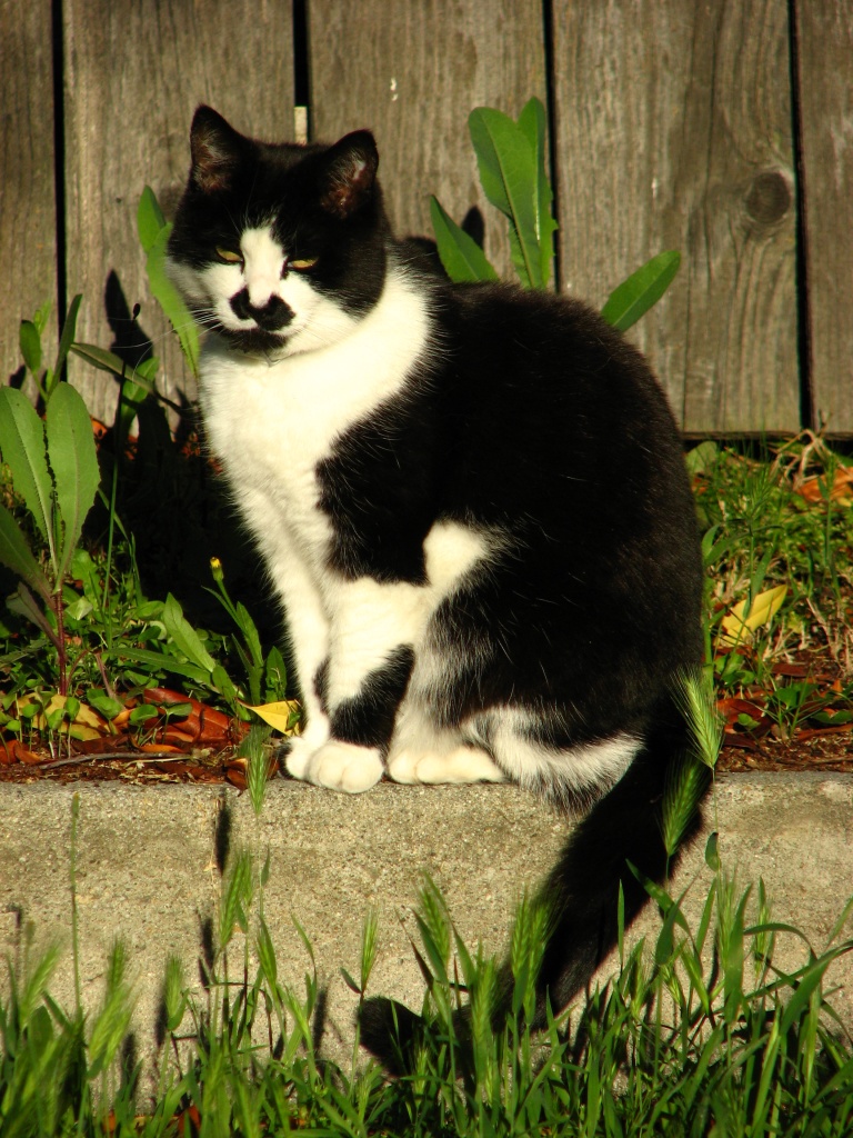 Cat in the Grass by cheriseinsocal