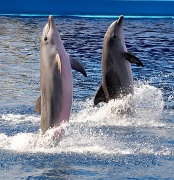 2nd Aug 2012 - Dolphins standing up