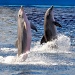 Dolphins standing up by philbacon