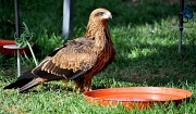 4th Aug 2012 - Falcon